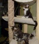 Delilah with littermates at Rangerwoods Cattery.